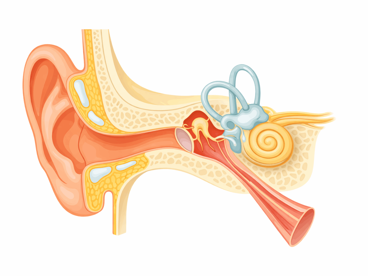 Detailed 2D medical illustration of the human ear, showing outer, middle, and inner ear structures, including the cochlea and semicircular canals, highlighting inner ear signaling pathways.